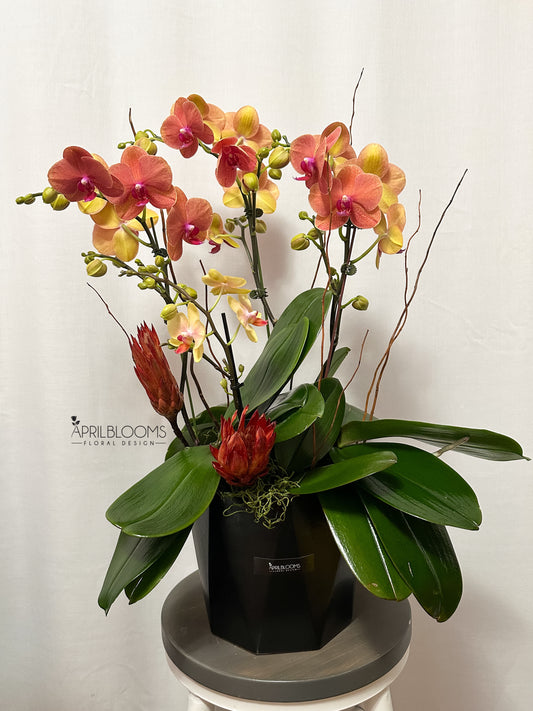 Orchids 3